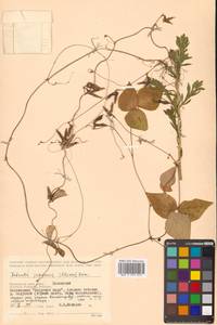 Амфикарпея Эджворта Benth., Сибирь, Дальний Восток (S6) (Россия)