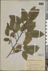 Хмелеграб обыкновенный Scop., Кавказ, Краснодарский край и Адыгея (K1a) (Россия)