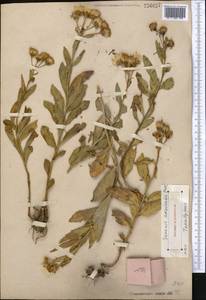 Jacobaea racemulifera (Pavlov) C. Ren & Q. E. Yang, Средняя Азия и Казахстан, Западный Тянь-Шань и Каратау (M3)