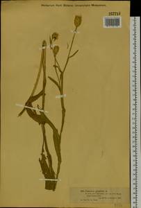 Centaurea glastifolia subsp. intermedia (Boiss.) L. Martins, Сибирь, Западный (Казахстанский) Алтай (S2a) (Казахстан)