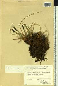 Осока траурная (Holm) T.V.Egorova, Сибирь, Чукотка и Камчатка (S7) (Россия)