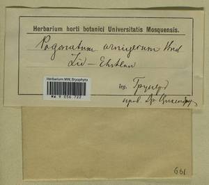 Pogonatum urnigerum (Hedw.) P. Beauv., Гербарий мохообразных, Мхи - Прибалтика (B1) (Неизвестно)