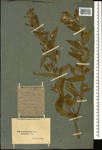 Кипрей волосистый, Кипрей мохнатый L., Кавказ, Азербайджан (K6) (Азербайджан)