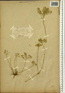 Odontarrhena serpyllifolia (Desf.) Jord. & Fourr., Африка (AFR) (Алжир)