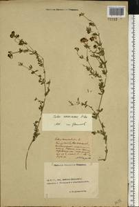 Lotus × ucrainicus Klokov, Восточная Европа, Ростовская область (E12a) (Россия)