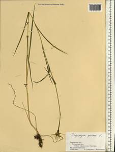 Козлобородник луговой L., Восточная Европа, Центральный лесостепной район (E6) (Россия)