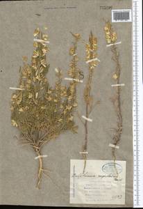 Delphinium rugulosum Boiss., Средняя Азия и Казахстан, Копетдаг, Бадхыз, Малый и Большой Балхан (M1) (Туркмения)