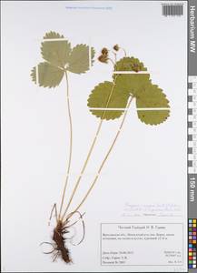 Fragaria ×ananassa (Weston) Rozier, Восточная Европа, Центральный лесной район (E5) (Россия)