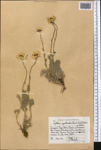 Richteria pyrethroides Kar. & Kir., Средняя Азия и Казахстан, Западный Тянь-Шань и Каратау (M3) (Киргизия)