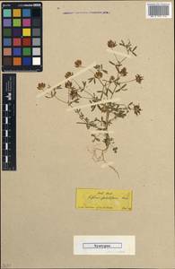 Trifolium glanduliferum Boiss., Зарубежная Азия (ASIA) (Турция)