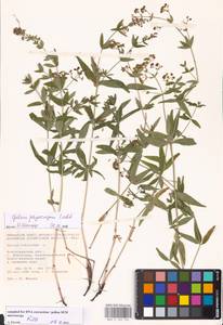 Подмаренник мареновидный L., Восточная Европа, Нижневолжский район (E9) (Россия)