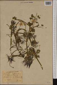 Лютик волосолистный, Шелковник волосолистный Chaix, Западная Европа (EUR) (Германия)