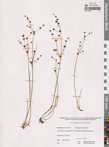 Ситник альпийскочленистый Chaix, Сибирь, Чукотка и Камчатка (S7) (Россия)