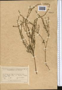 Липучка поникшая (Lehm.) Menyh., Средняя Азия и Казахстан, Муюнкумы, Прибалхашье и Бетпак-Дала (M9) (Казахстан)