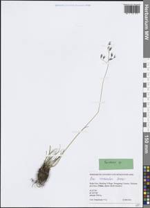 Овсяница, Зарубежная Азия (ASIA) (КНР)