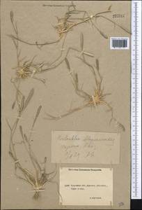 Sporobolus alopecuroides (Piller & Mitterp.) P.M.Peterson, Средняя Азия и Казахстан, Северный и Центральный Казахстан (M10) (Казахстан)