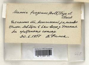 Mannia fragrans (Balb.) Frye & L. Clark, Гербарий мохообразных, Мхи - Прибайкалье и Забайкалье (B18) (Россия)