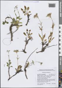 Valeriana montana L., Западная Европа (EUR) (Испания)