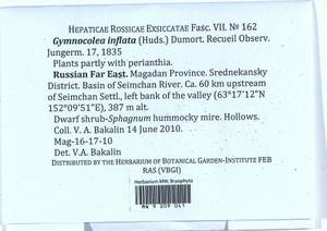 Gymnocolea inflata (Huds.) Dumort., Гербарий мохообразных, Мхи - Чукотка и Камчатка (B21) (Россия)