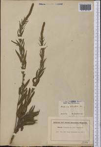 Ambrosia bidentata Michx., Америка (AMER) (США)