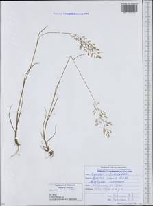 Полевица тонкая L., Кавказ, Южная Осетия (K4b) (Южная Осетия)