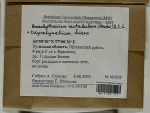 Oxyrrhynchium hians (Hedw.) Loeske, Гербарий мохообразных, Мхи - Центральное Нечерноземье (B6) (Россия)