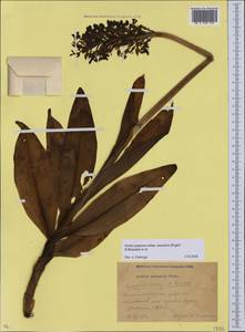 Orchis purpurea subsp. caucasica (Regel) B.Baumann, H.Baumann, R.Lorenz & Ruedi Peter, Кавказ, Краснодарский край и Адыгея (K1a) (Россия)