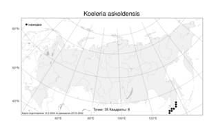 Koeleria askoldensis, Тонконог аскольдов Roshev., Атлас флоры России (FLORUS) (Россия)