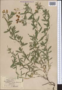 Чина клубненосная L., Средняя Азия и Казахстан, Северный и Центральный Казахстан (M10) (Казахстан)