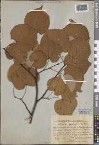 Липа сердцелистная, Липа мелколистная Mill., Восточная Европа, Центральный лесной район (E5) (Россия)