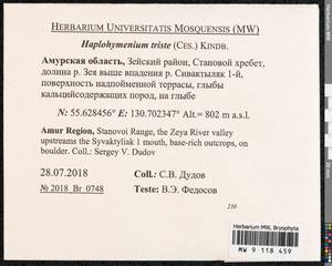 Haplohymenium triste (Ces.) Kindb., Гербарий мохообразных, Мхи - Дальний Восток (без Чукотки и Камчатки) (B20) (Россия)