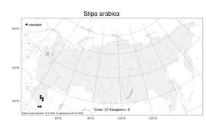 Stipa arabica, Ковыль арабский Trin. & Rupr., Атлас флоры России (FLORUS) (Россия)