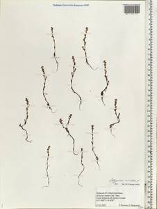 Спорыш птичий, Горец птичий L., Восточная Европа, Северный район (E1) (Россия)