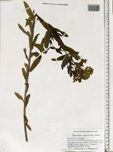 Молочай полумохнатый (Prokh.) Krylov, Восточная Европа, Центральный лесостепной район (E6) (Россия)