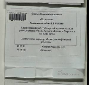 Dicranum laevidens R.S. Williams, Гербарий мохообразных, Мхи - Красноярский край, Тыва и Хакасия (B17) (Россия)