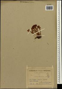 Очиток тоненький M.Bieb., Кавказ, Армения (K5) (Армения)