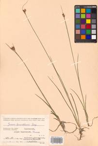 Juncus castaneus subsp. leucochlamys (W. J. Zinger ex V. I. Krecz.) Hultén, Сибирь, Чукотка и Камчатка (S7) (Россия)
