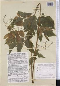 Osmorhiza longistylis (Torr.) DC., Америка (AMER) (Канада)