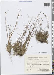 Ожика Чьельмана Miyabe & Kudô, Сибирь, Чукотка и Камчатка (S7) (Россия)