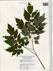 Actaea rubra subsp. rubra, Восточная Европа, Северный район (E1) (Россия)