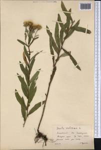 Pentanema salicinum (L.) D. Gut. Larr., Santos-Vicente, Anderb., E. Rico & M. M. Mart. Ort., Сибирь, Алтай и Саяны (S2) (Россия)