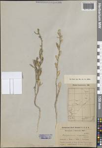 Delphinium rugulosum Boiss., Средняя Азия и Казахстан, Прикаспийский Устюрт и Северное Приаралье (M8) (Казахстан)