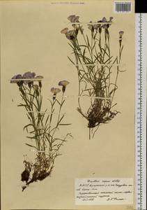 Гвоздика ползучая Willd., Сибирь, Якутия (S5) (Россия)