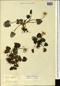 Чистяк крупноцветковый Robert, Кавказ, Грузия (K4) (Грузия)