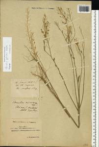 Camelina microcarpa subsp. pilosa (DC.) Jáv., Восточная Европа, Южно-Украинский район (E12) (Украина)