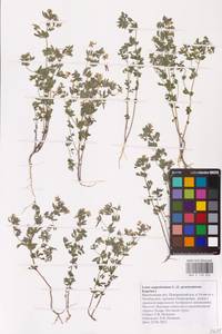 Лядвенец узкий L., Восточная Европа, Центральный лесостепной район (E6) (Россия)