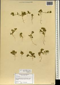 Malvaceae, Зарубежная Азия (ASIA) (Сирия)