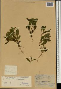 Тригонотис булавовидный (Trevis.) Benth. ex Baker & S. Moore, Зарубежная Азия (ASIA) (КНР)