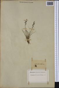 Agrostis alpina Scop., Западная Европа (EUR) (Швейцария)