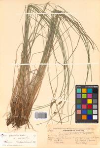 Осока придатконосная (Trautv. & C.A.Mey.) Kük., Сибирь, Дальний Восток (S6) (Россия)